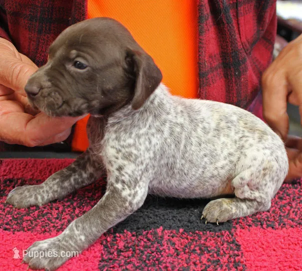 Jake – German Shorthaired Pointer puppy for sale in Gladwin, MI