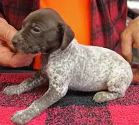 Jake, a male German Shorthaired Pointer for sale in Gladwin, MI – 1 of 1