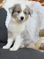 Val, a male Miniature Australian Shepherd for sale in Springville, CA – 2 of 3
