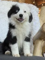 Uella, a female Miniature Australian Shepherd for sale in Springville, CA – 2 of 5
