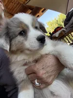 Val, a male Miniature Australian Shepherd for sale in Springville, CA – 3 of 3
