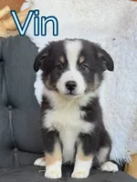 Vin, a male Miniature Australian Shepherd for sale in Springville, CA – 1 of 3
