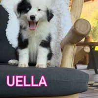 Uella, a female Miniature Australian Shepherd for sale in Springville, CA – 4 of 5