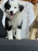 Uella, a female Miniature Australian Shepherd for sale in Springville, CA – 5 of 5