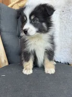 Uno, a male Miniature Australian Shepherd for sale in Springville, CA – 2 of 3