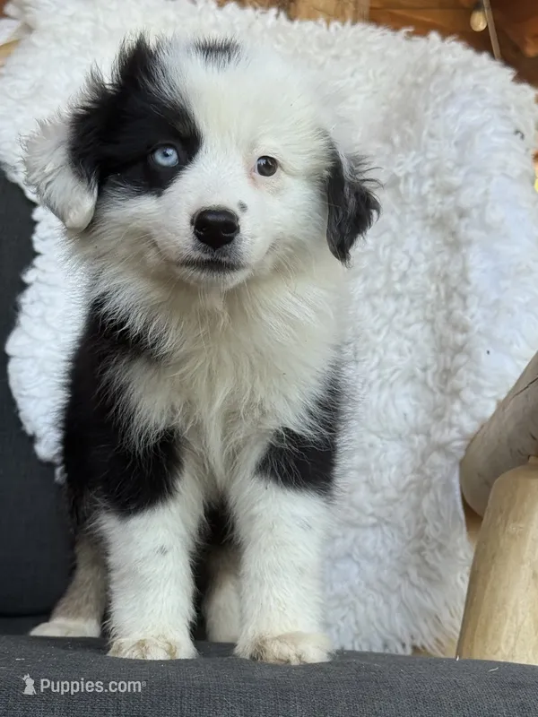 Uella – Miniature Australian Shepherd puppy for sale in Springville, CA