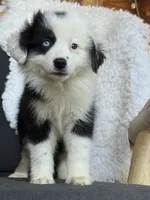 Uella, a female Miniature Australian Shepherd for sale in Springville, CA – 1 of 5