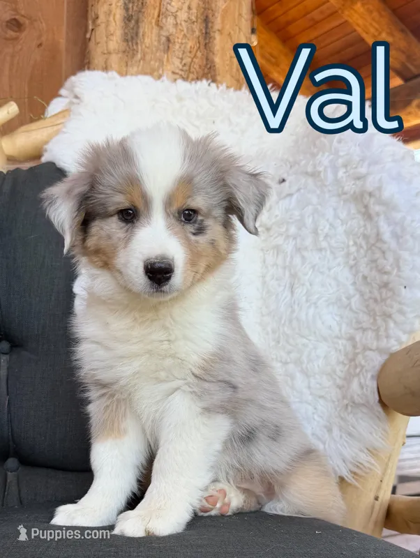 Val – Miniature Australian Shepherd puppy for sale in Springville, CA