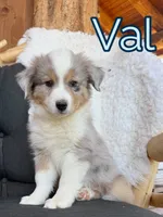 Val, a male Miniature Australian Shepherd for sale in Springville, CA – 1 of 3