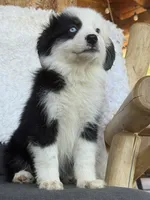 Uella, a female Miniature Australian Shepherd for sale in Springville, CA – 3 of 5