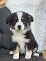 Vin, a male Miniature Australian Shepherd for sale in Springville, CA – 3 of 3