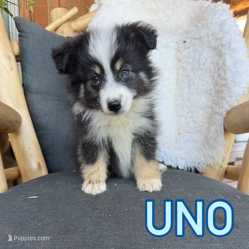 Uno – Miniature Australian Shepherd puppy for sale in Springville, CA