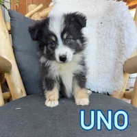 Uno, a male Miniature Australian Shepherd for sale in Springville, CA – 1 of 3