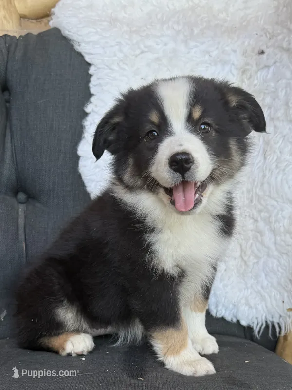 Veronica “Vero” – Miniature Australian Shepherd puppy on hold in Springville, CA