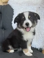 Vin, a male Miniature Australian Shepherd for sale in Springville, CA – 2 of 3