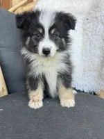 Uno, a male Miniature Australian Shepherd for sale in Springville, CA – 3 of 3