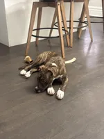 Moka, a female American Staffordshire Terrier for sale in Chicago, IL – Photo 3 of 4