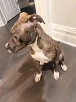 Moka, a female American Staffordshire Terrier for sale in Chicago, IL – Photo 2 of 4