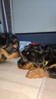 Gold, a female Yorkshire Terrier for sale in College Park, MD – 8 of 10