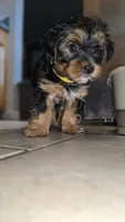 Gold, a female Yorkshire Terrier for sale in College Park, MD – 5 of 10