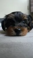 Gold, a female Yorkshire Terrier for sale in College Park, MD – 2 of 10