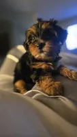 Gold, a female Yorkshire Terrier for sale in College Park, MD – 3 of 10