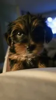 Gold, a female Yorkshire Terrier for sale in College Park, MD – 9 of 10