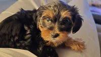 Gold, a female Yorkshire Terrier for sale in College Park, MD – 4 of 10