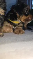 Gold, a female Yorkshire Terrier for sale in College Park, MD – 6 of 10