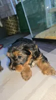 Gold, a female Yorkshire Terrier for sale in College Park, MD – 10 of 10