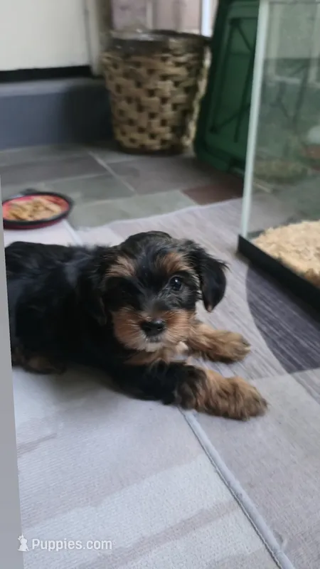 Gold – Yorkshire Terrier puppy for sale in College Park, MD