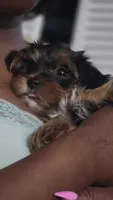 Gold, a female Yorkshire Terrier for sale in College Park, MD – 7 of 10