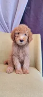 AJ, a male Labradoodle for sale in Los Angeles, CA – 1 of 2