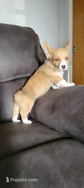 Sassy – Pembroke Welsh Corgi puppy for sale in Los Angeles, CA