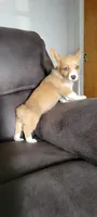 Sassy, a female Pembroke Welsh Corgi for sale in Los Angeles, CA – 1 of 3