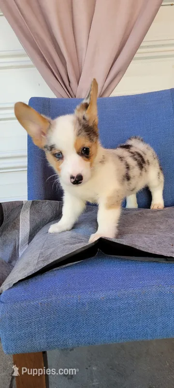 Jack .  $ OBO – Cardigan Welsh Corgi puppy for sale in Long Beach, CA