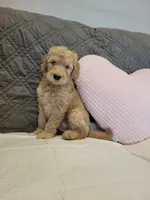 Sunny, a male Labradoodle for sale in Los Angeles, CA – 1 of 3