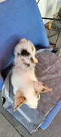 Speedy  $OBO, a male Cardigan Welsh Corgi for sale in Long Beach, CA – 2 of 2