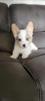 Pepper, a male Cardigan Welsh Corgi for sale in Long Beach, CA – 2 of 2