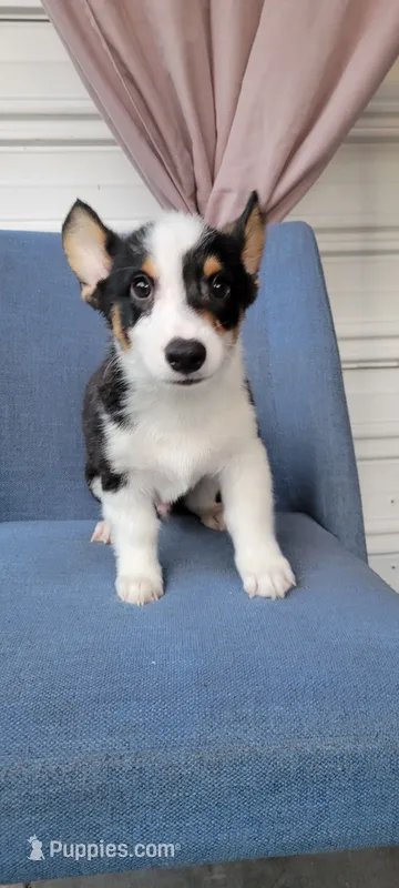 Max – Pembroke Welsh Corgi puppy for sale in Long Beach, CA