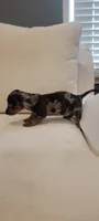 Dixxie, a female Miniature Dachshund for sale in Long Beach, CA – 3 of 3