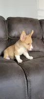 Sassy, a female Pembroke Welsh Corgi for sale in Los Angeles, CA – 3 of 3