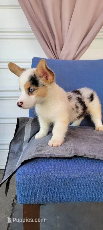 Speedy  $OBO – Cardigan Welsh Corgi puppy for sale in Long Beach, CA