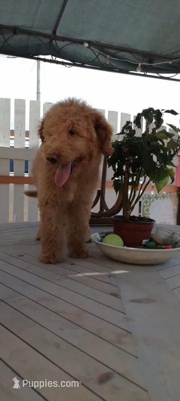 AJ non shedding labradoodle – Labradoodle puppy for sale in Long Beach, CA