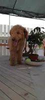 AJ non shedding labradoodle OBO, a male Labradoodle for sale in Long Beach, CA – 1 of 2