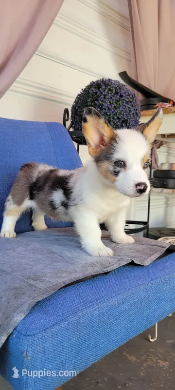 Tony OBO – Cardigan Welsh Corgi puppy for sale in Long Beach, CA