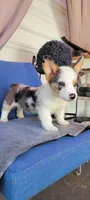 Tony OBO, a male Cardigan Welsh Corgi for sale in Long Beach, CA – 1 of 3