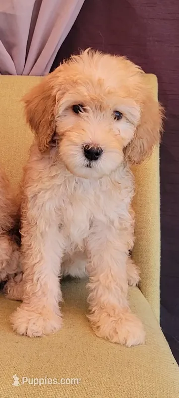 Luna – Labradoodle puppy for sale in Los Angeles, CA