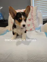 Julia, a female Pembroke Welsh Corgi for sale in Los Angeles, CA – 2 of 3