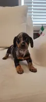 Dixxie, a female Miniature Dachshund for sale in Long Beach, CA – 2 of 3